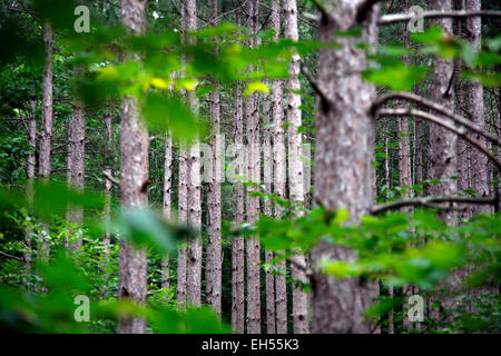 Kiefer in der Arcadia Dunes/C.S. Mott Naturschutzgebiet entlang des Weges Baldy im Nordwesten Michigan gelegen. Stockfoto