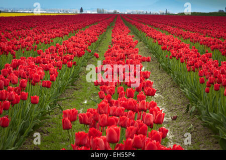 Tulpenfelder in Laconner, Skaggit County, Washington, USA Stockfoto