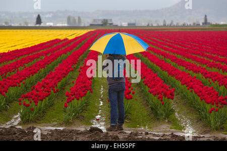 Tulpenfelder in Laconner, Skaggit County, Washington, USA Stockfoto