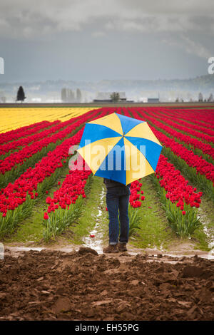 Tulpenfelder in Laconner, Skaggit County, Washington, USA Stockfoto
