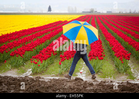 Tulpenfelder in Laconner, Skaggit County, Washington, USA Stockfoto