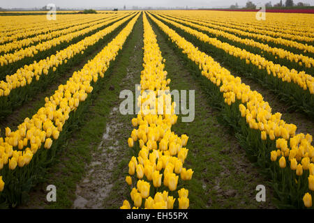 Tulpenfelder in Laconner, Skaggit County, Washington, USA Stockfoto