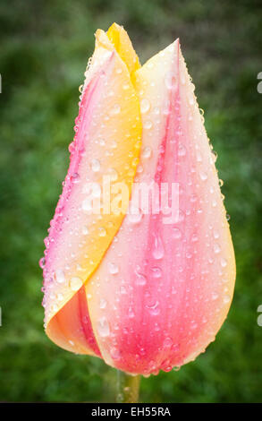 Tulip Blumen mit Regentropfen auf Skaggit Laconner, County, Washington, USA Stockfoto