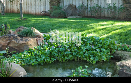 Eichhornia Crassipes, Wasserhyazinthe Stockfoto