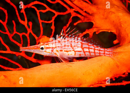 Lange Nase Hawkfish, Oxycirrhites Typus, thront auf einem orangefarbenen Gorgonien Stockfoto