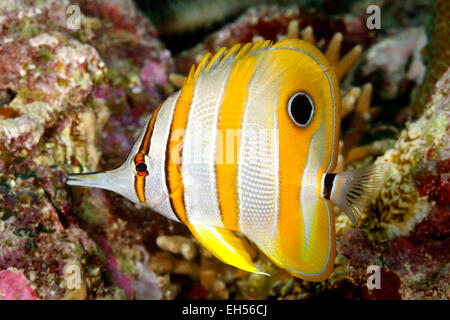 Schnabel Coralfish, Chelmon Rostratus. Stockfoto