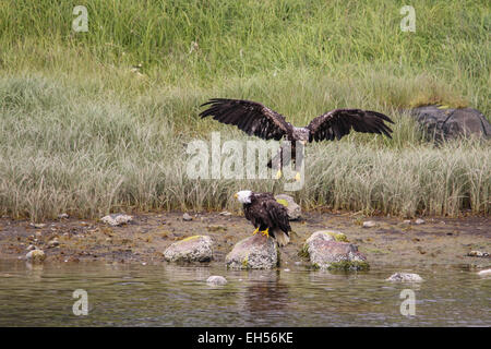 Ein junger Adler gleitet gegenüber einem Erwachsenen Weißkopf-Seeadler auf die felsige Küste von Alaska. Stockfoto