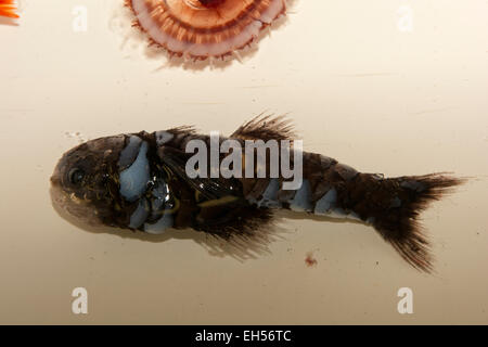 Wissenschaftler sind eine Vielzahl von verschiedenen Fischen aus der Tiefsee in 500 bis 1000 Metern in den Südatlantik Schleppnetzfischerei. Stockfoto