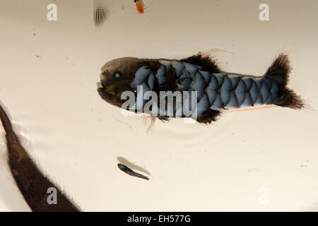 Wissenschaftler sind eine Vielzahl von verschiedenen Fischen aus der Tiefsee in 500 bis 1000 Metern in den Südatlantik Schleppnetzfischerei. Stockfoto