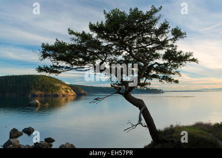 Eine Silhouette eines Baumes entlang Bowman Bucht auf Whidbey Island, Washington. USA Stockfoto