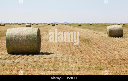 Rundballen Heu geschnitten frisch Heu-Feld in Oklahoma Stockfoto