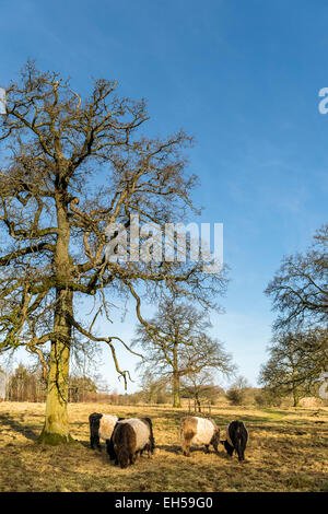 Eine Herde von Belted Galloway Rinder weiden unter einem Baum im Crickley Hill Country Park, Cheltenham, Gloucestershire, England Stockfoto