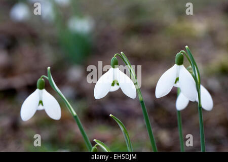 Galanthus Brenda Troyle. Schneeglöckchen wachsen am Rande eines Waldes Garten. Stockfoto