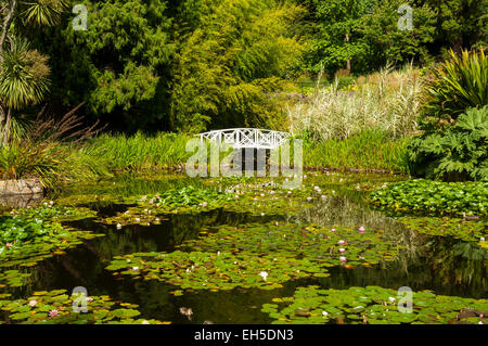 Seerosenteich, Tasmanian Botanical Gardens, Hobart, Tasmanien, Australien Stockfoto