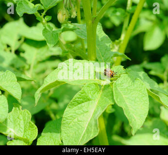 Reife Colorado Bug auf den Kartoffel-Busch Stockfoto