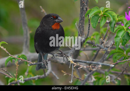 Männliche weniger Antillian Gimpel (Loxigilla Noctis) in einem Baum auf der karibischen Insel Montserrat, West Indies Stockfoto