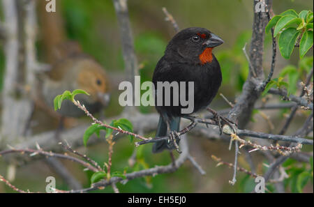 Männliche weniger Antillian Gimpel (Loxigilla Noctis) auf der karibischen Insel Montserrat, West Indies. Frau im Hintergrund Stockfoto