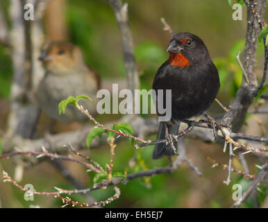 Männliche weniger Antillian Gimpel (Loxigilla Noctis) auf der karibischen Insel Montserrat, West Indies. Frau im Hintergrund Stockfoto