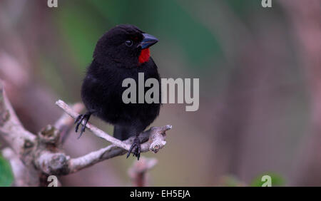 Männliche weniger Antillian Gimpel (Loxigilla Noctis) auf der karibischen Insel Montserrat, West Indies. Stockfoto