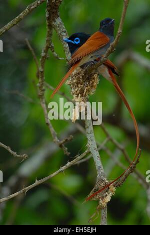 Männliche und weibliche Paradise Flycatcher (Terpsiphone Paradisi) mit seinem Nest auf Pongola Game Reserve, Kwa-Zulu Natal, Südafrika Stockfoto