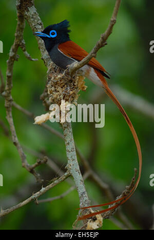 Männliche Paradise Flycatcher (Terpsiphone Paradisi) mit seinem Nest auf Pongola Game Reserve, Kwa-Zulu Natal, Südafrika Stockfoto