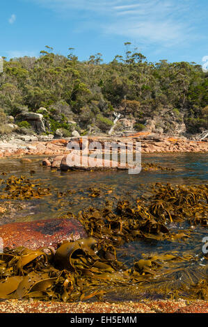 Wenig kiesigen Strand, Freycinet NP, Tasmanien, Australien Stockfoto