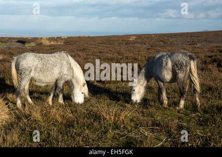 Wildpferde auf der Long Mynd, Shropshire, England Stockfoto