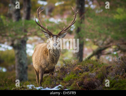 Rote Rotwild Hirsch im Wald, Glen Cannich, Schottland Stockfoto