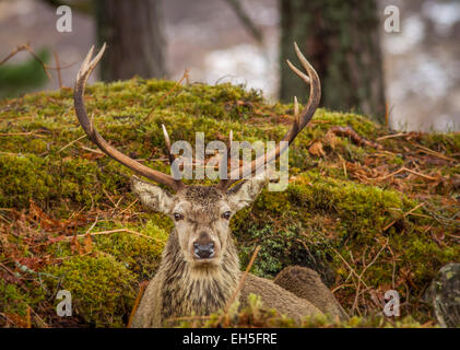 Rote Rotwild Hirsch liegend in einem Wald, Glen Cannich, Schottland Stockfoto