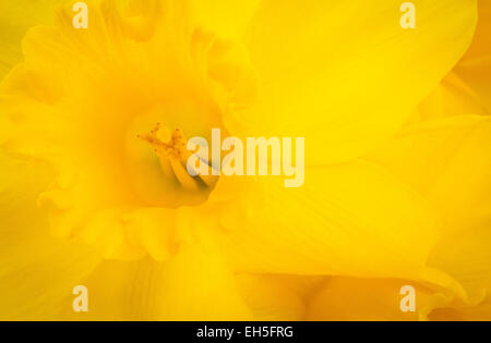 Schließen Sie herauf Bild einer Daffodill Blume zeigt helle gelbe detail Stockfoto