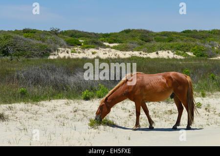spanischer Mustang Wildpferd auf den Dünen in North carolina Stockfoto