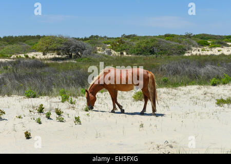 spanischer Mustang Wildpferd auf den Dünen in North carolina Stockfoto