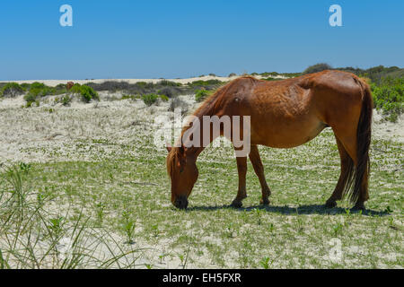 spanischer Mustang Wildpferd auf den Dünen in North carolina Stockfoto