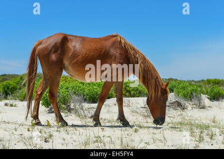 spanischer Mustang Wildpferd auf den Dünen in North carolina Stockfoto