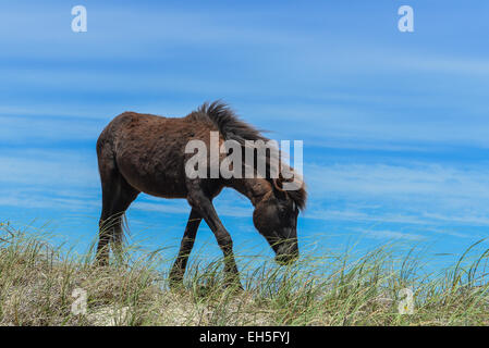 spanischer Mustang Wildpferd auf den Dünen in North carolina Stockfoto