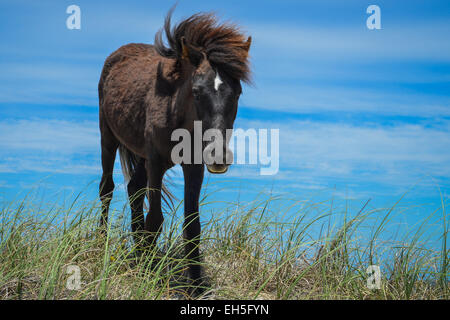 spanischer Mustang Wildpferd auf den Dünen in North carolina Stockfoto