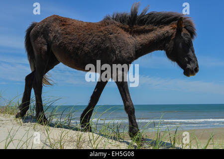 spanischer Mustang Wildpferd auf den Dünen in North carolina Stockfoto