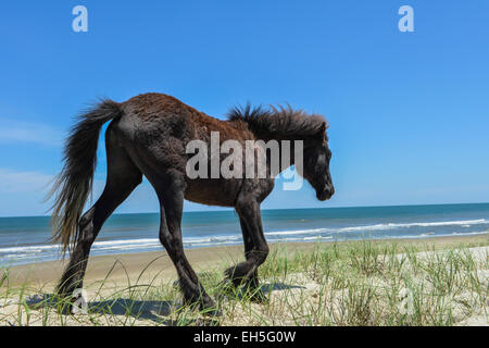 spanischer Mustang Wildpferd auf den Dünen in North carolina Stockfoto