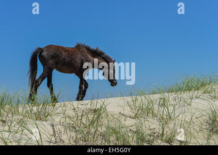 spanischer Mustang Wildpferd auf den Dünen in North carolina Stockfoto