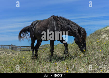 spanischer Mustang Wildpferd auf den Dünen in North carolina Stockfoto