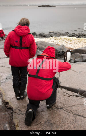 Antarktis, Port Lockroy britischen Basis, Kreuzfahrt Schiff Touristen fotografieren von Gentoo penguin Stockfoto