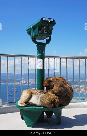 Zwei Berberaffen (Macaca Sylvanus) sitzen auf einem Teleskop auf der Aussichtsplattform an der Spitze des Felsens, Gibraltar, Großbritannien. Stockfoto