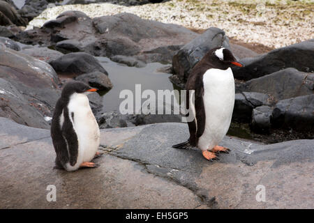 Antarktis, Goudier-Insel, Port Lockroy, Erwachsenen und jungen Gentoo Pinguin Küken auf Pfad der britischen Stützpunkt Stockfoto