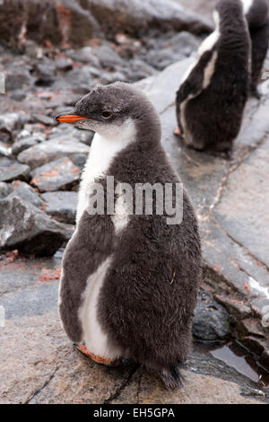 Antarktis, Goudier-Insel, Port Lockroy, junge Gentoo Pinguin Küken mit nassen Flaum Gefieder Stockfoto