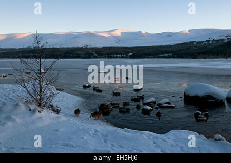 Die Cairngorm Berge über einen gefrorenen Loch Morlich, in der Nähe von Aviemore Highland Region, Schottland, UK Stockfoto