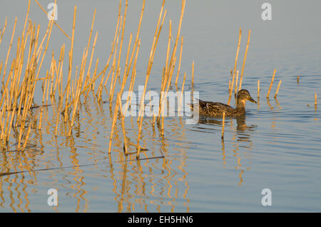 Weibliche Stockente Enten schwimmen zwischen Schilf in Plattensee Stockfoto