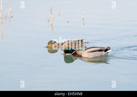 Paar von Mallard Enten schwimmen in Plattensee Stockfoto