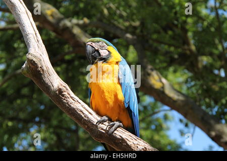 Ein blauer und Orange Papagei saß auf einem Ast. Stockfoto