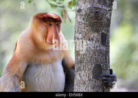 Alpha Männchen Nasenaffe sitzt im Baum Stockfoto