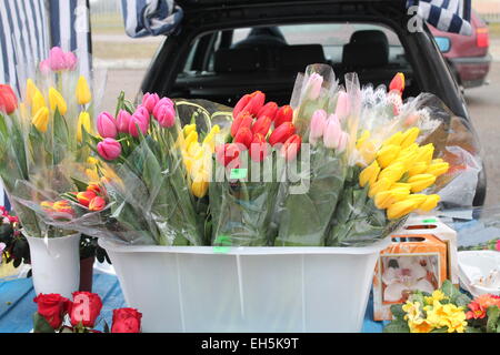 schöne bunte Tulpen auf der Spring Flower market Stockfoto